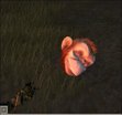  Apes Head